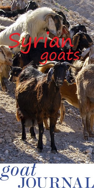 syrian-goats-jordan